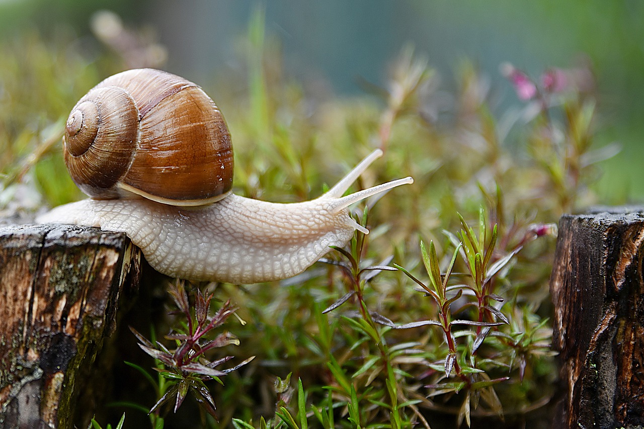 Niet goed voor je tuin